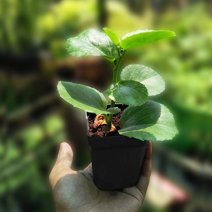 Arabian Wax Leaf | Decorative Succulent Vine Hanging Plant | Plant with Pot