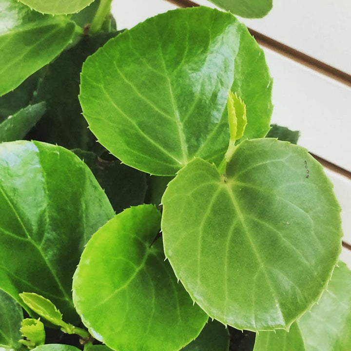 Arabian Wax Plant | Ivy Plant | Cissus Rotundifolia | Decorative Succulent Vine Plant | Hanging Plant