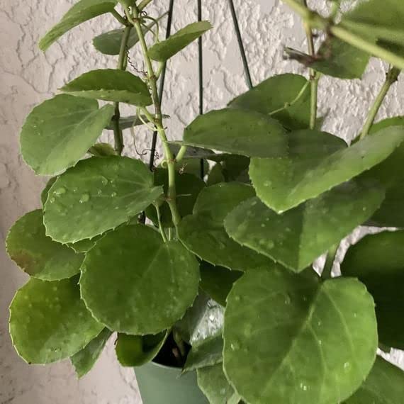 Arabian Wax Plant | Ivy Plant | Cissus Rotundifolia | Decorative Succulent Vine Plant | Hanging Plant