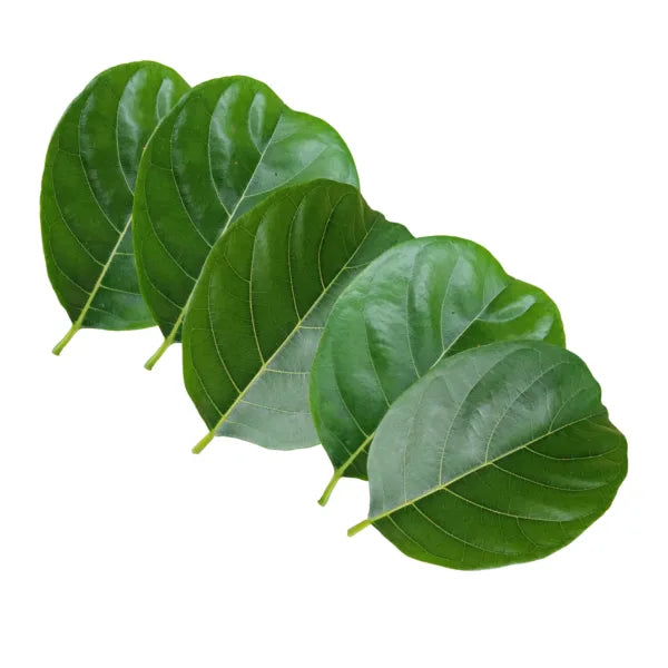 Fresh Jackfruit Leaves - Artocarpus heterophyllus /Jackfruit tree leaves - 50 fresh leaves