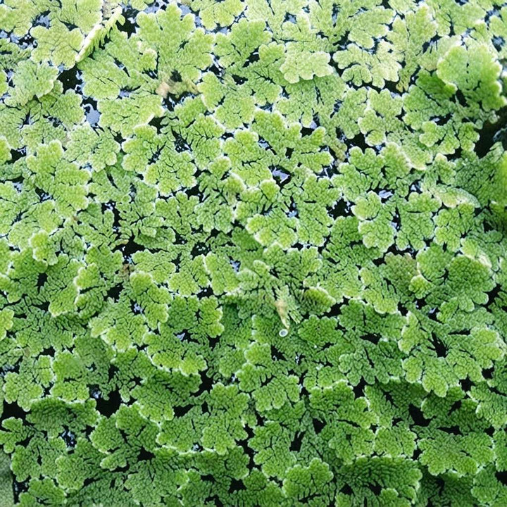 Azolla Seeds - Floating Natural Aquatic/Water Caroliniana Fern Plant - For Ponds, Cultivation, Fish Tank, Chicken Feed (250/500/1000)