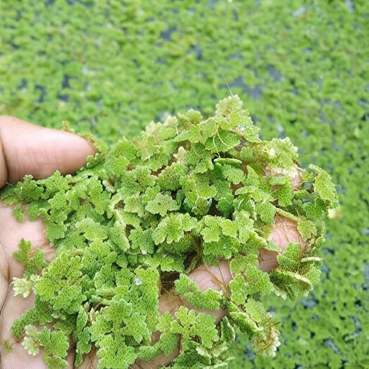 Azolla Seeds - Floating Natural Aquatic/Water Caroliniana Fern Plant - For Ponds, Cultivation, Fish Tank, Chicken Feed (250/500/1000)