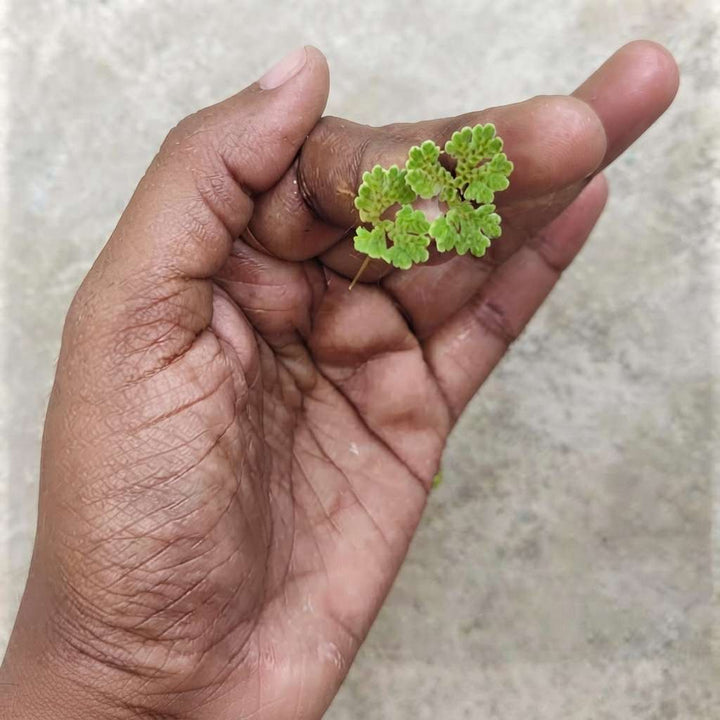 Azolla Seeds - Floating Natural Aquatic/Water Caroliniana Fern Plant - For Ponds, Cultivation, Fish Tank, Chicken Feed (250/500/1000)