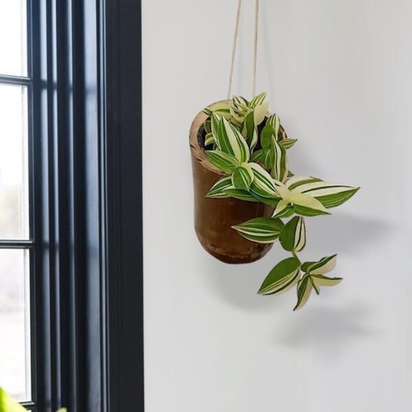 Gachwala Natural Bamboo Planter/Container Set 2 - Garden Decoration Planters/Pot for Balcony - Plants Decorative Accessories (Hanging Large Bamboo Planter with Cap (15 to 25 cm) - B11)