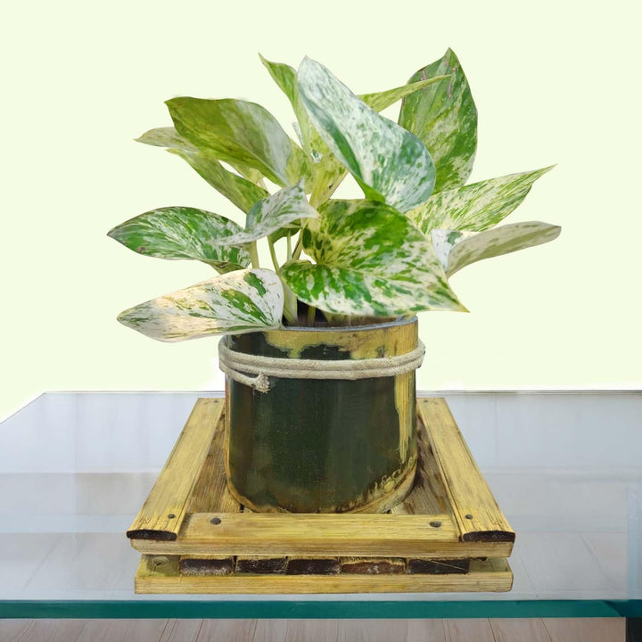 Bamboo Nest Planter (B21) – Eco-Friendly Decorative Pot | Natural Bamboo | Ideal for Indoor Plants; Succulents; Tabletop Décor; Home &amp; Office Use (Approx 12cm Height) (Plant Not Included)