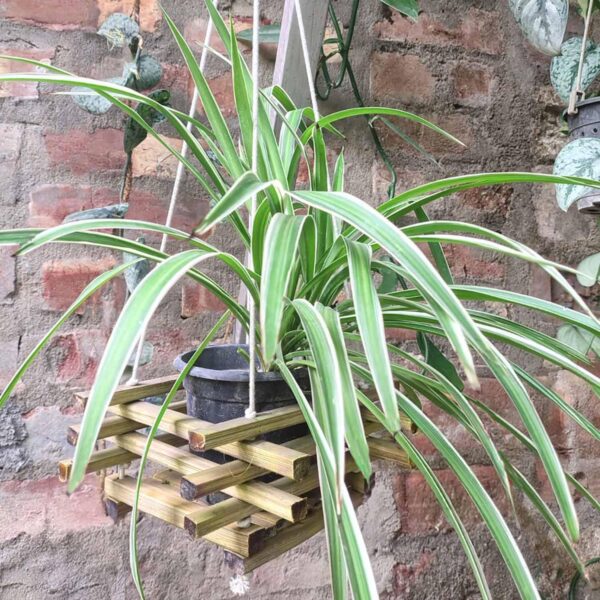 Bamboo Hanging Garden Planter (B20) – Handwoven Plant Basket for Indoor &amp; Outdoor Use | Eco-Friendly Wall Planter for Home, Balcony &amp; Garden Decor