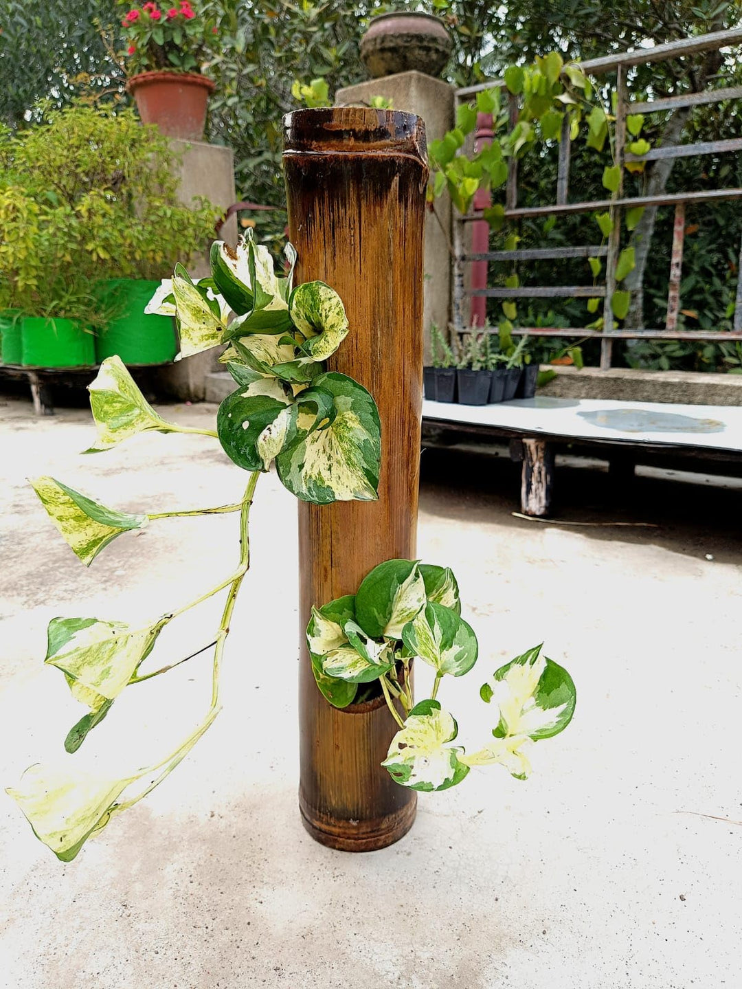 Gachwala Natural Bamboo Planter/Wooden Container - Garden Decoration Planters/Pot for Balcony - Plants Decorative Accessories (Wall Hanging Bamboo Planter (Length 40 50 cm) - B5)