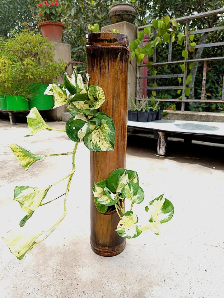 Gachwala Natural Bamboo Planter/Wooden Container - Garden Decoration Planters/Pot for Balcony - Plants Decorative Accessories (Wall Hanging Bamboo Planter (Length 40 50 cm) - B5)