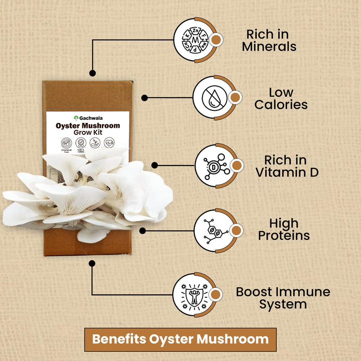 White Oyster Mushroom Growing Kit - Grow Your Own Mushroom in 10 Days | Ready to Harvest Organic Oyster Mushroom, Indoor Mushroom Growing Kit