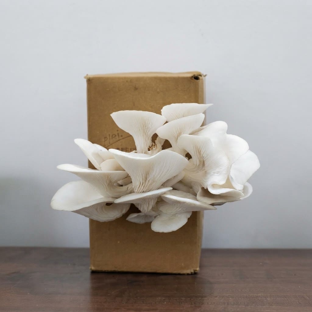 Mushroom Growing Kit - Oyster Mushroom Seeds for Home ( Grow Your Own Kits ) - 1 Packet Mushroom Spawn + Straw + PP Bag - DIY Project