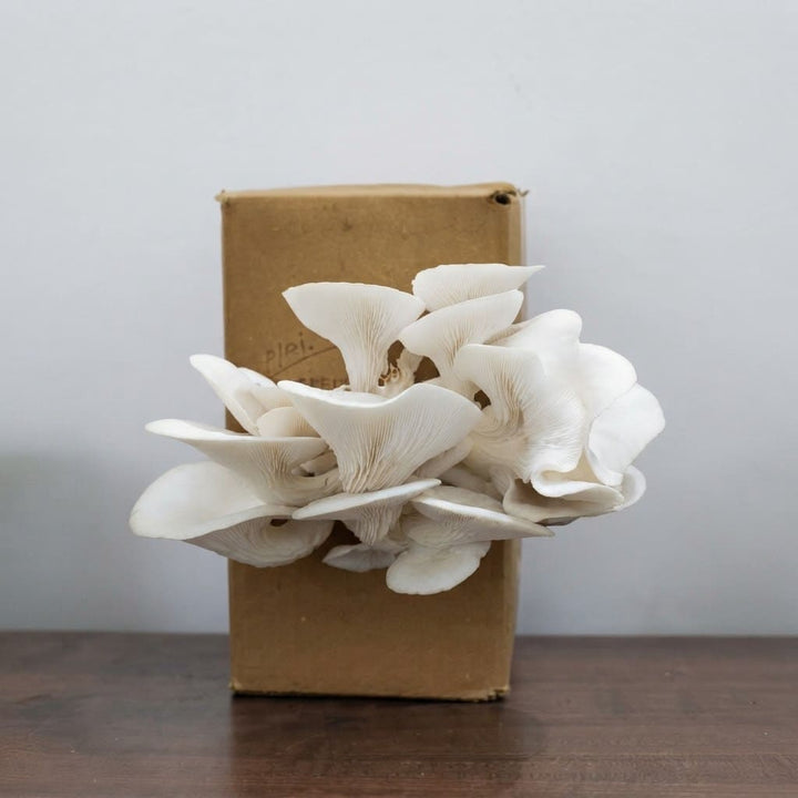 Mushroom Growing Kit - Oyster Mushroom Seeds for Home ( Grow Your Own Kits ) - 1 Packet Mushroom Spawn + Straw + PP Bag - DIY Project