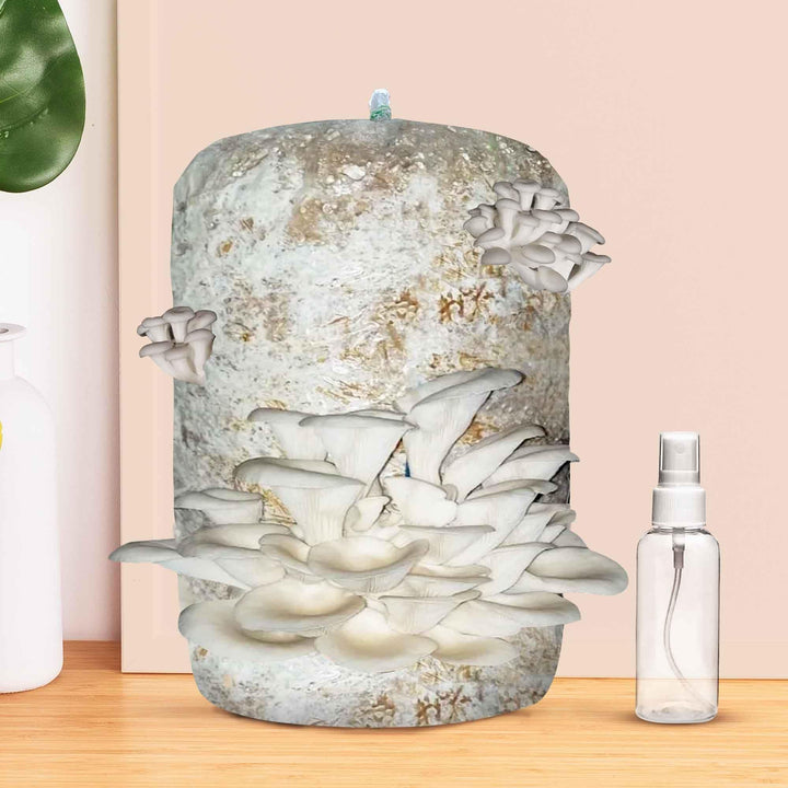 Gachwala Ready-to-Harvest Mushroom Growing Kit 1.8 Kg with Free Spray Bottle| Easy-to-Grow Mushrooms at Home