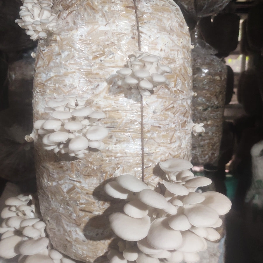 PP Bags for Mushroom Growing (12 X 18 Inches) | Ideal for Oyster or Milky Mushroom Cultivation