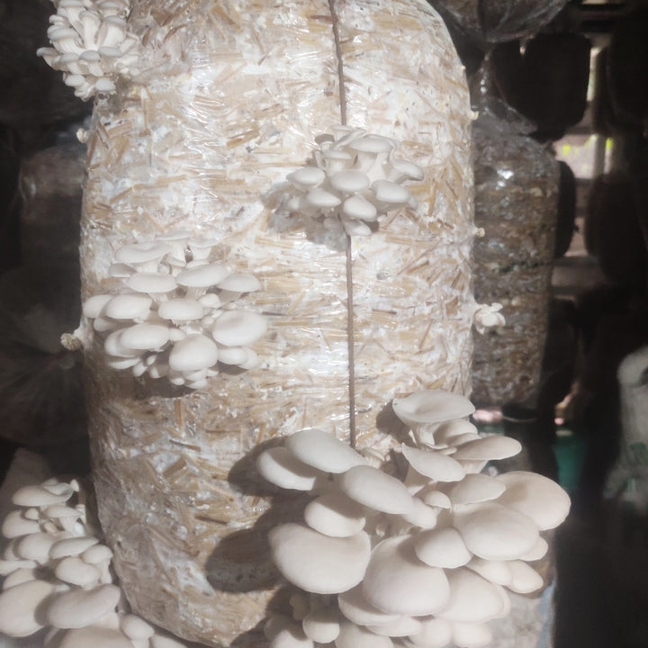 Gachwala Out of the Box Mushroom Grow Kit, (Spawn 400 Gm + 2 PP Bags+ Straw), Oyster Mushroom Growing Kit, 1st Generation High Yield White Mushroom for Kitchen, Garden