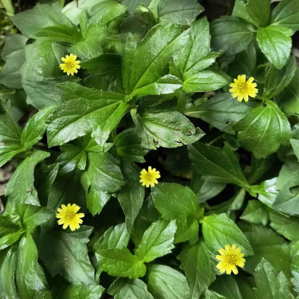 Bhringraj | Eclipta alba | Bhangra | False daisy | Ayurvedic Plant for Hair | 1 Healthy Live Plant with 3 inch Pot (White/Yellow)