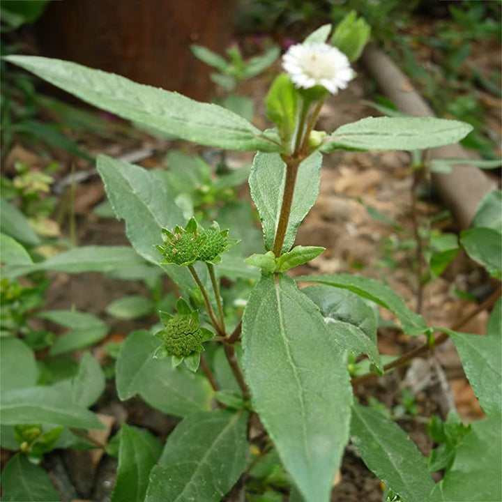 Bhringraj | Eclipta alba | Bhangra | False daisy | Ayurvedic Plant for Hair | 1 Healthy Live Plant with 3 inch Pot (White/Yellow)