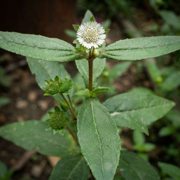 Bhringraj | Eclipta alba | Bhangra | False daisy | Ayurvedic Plant for Hair | 1 Healthy Live Plant with 3 inch Pot (White/Yellow)