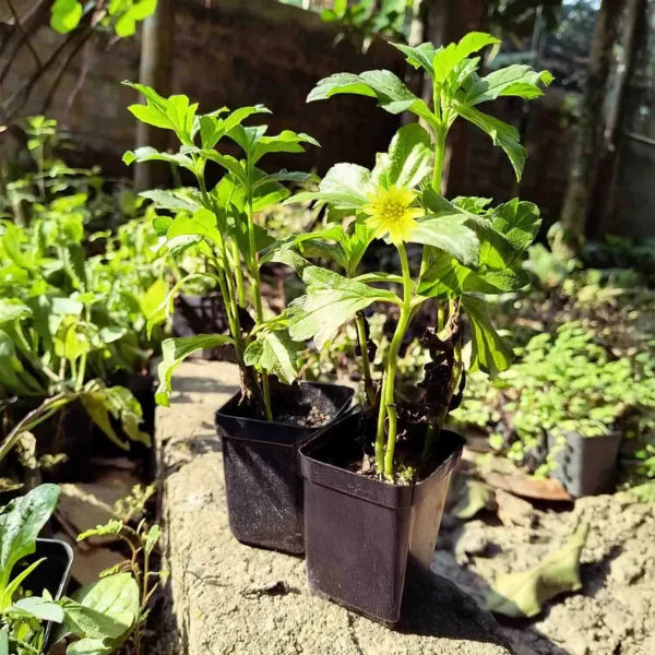 Bhringraj | Eclipta alba | Bhangra | False daisy | Ayurvedic Plant for Hair | 1 Healthy Live Plant with 3 inch Pot (White/Yellow)