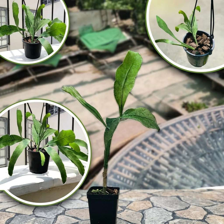 Brahma Kamal Live Plant (Queen Of the Night) Flower Plant | Brahma Kamal Flower | Bramha Kamalam | 1 Healthy Live Plant with Pot