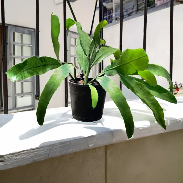 Brahma Kamal Live Plant (Queen Of the Night) Flower Plant | Brahma Kamal Flower | Bramha Kamalam | 1 Healthy Live Plant with Pot