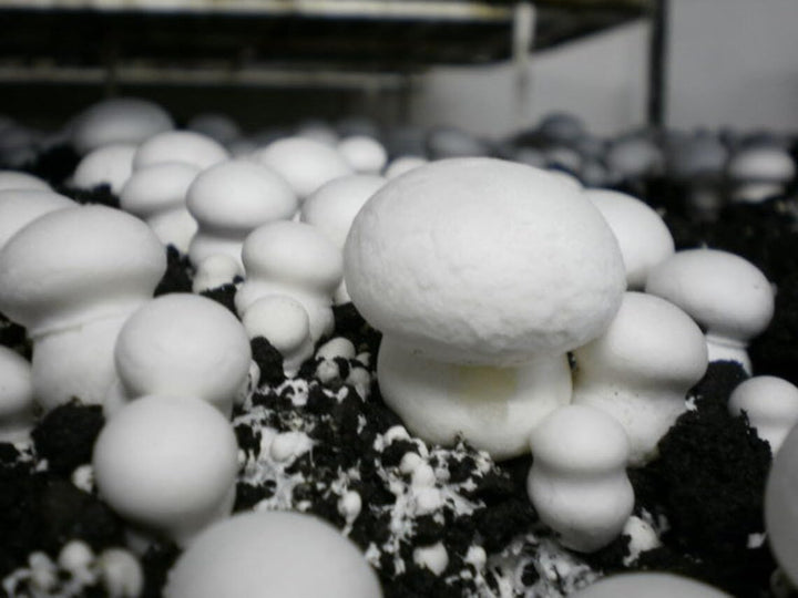 White Button Mushroom Kit (Complete Set) - Spawn/Seeds 200gm + Pasteurized Compost &amp;amp; Casing Soil + PP Bag - High Yield, First Generation, Grain-Based Seeds - Growing Edible Mushrooms Indoors