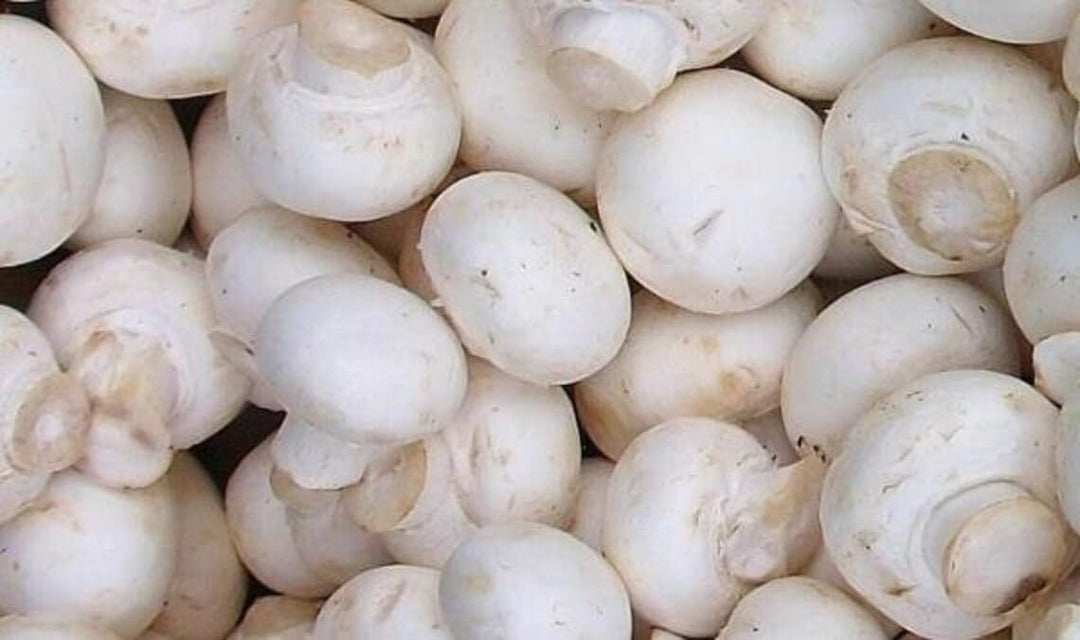 White Button Mushroom Kit (Complete Set) - Spawn/Seeds 200gm + Pasteurized Compost &amp;amp; Casing Soil + PP Bag - High Yield, First Generation, Grain-Based Seeds - Growing Edible Mushrooms Indoors