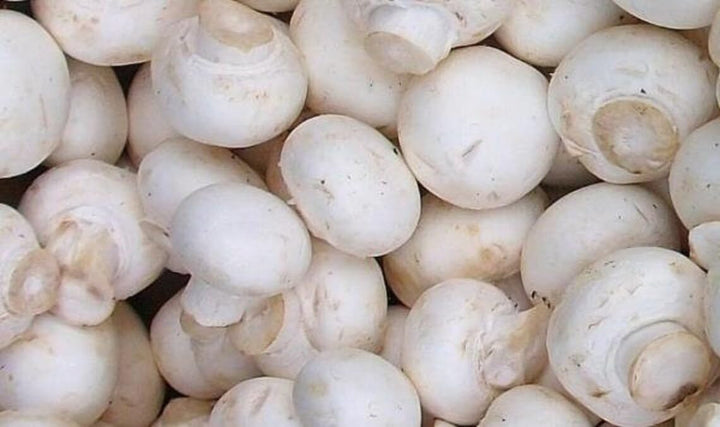 White Button Mushroom Kit (Complete Set) - Spawn/Seeds 200gm + Pasteurized Compost &amp;amp; Casing Soil + PP Bag - High Yield, First Generation, Grain-Based Seeds - Growing Edible Mushrooms Indoors