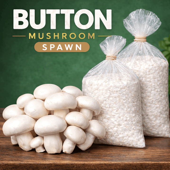 White Button Mushroom Spawn, 200g/400g - Fresh White Mycelium for Growing Edible Mushrooms Indoors, Home Gardening or Commercial Use - High Yield Spores Grain Based Seeds for Mushroom Cultivation
