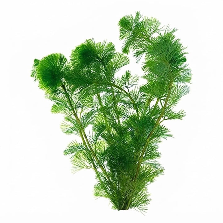 Cabomba (Cabomba carolinia) | Plant Aquarium Live Plants Cabomba | Aquarium Plant | Fish Tank Live Plant | Fish Tank Live Plants