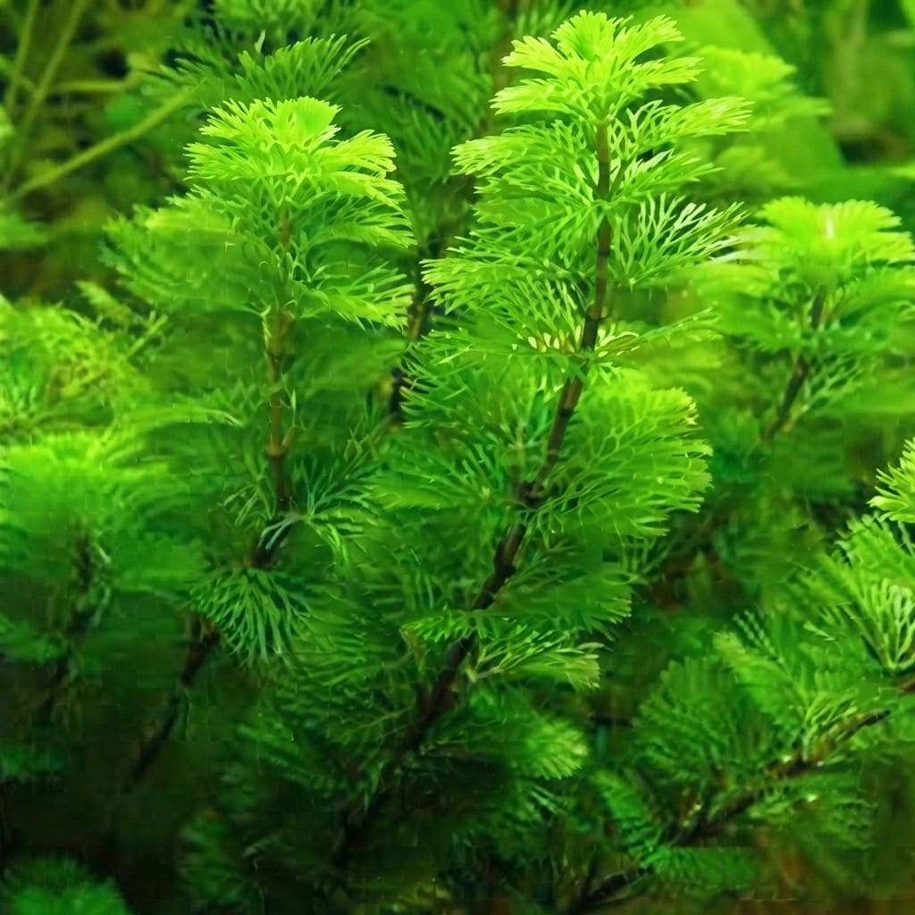 Cabomba (Cabomba carolinia) | Plant Aquarium Live Plants Cabomba | Aquarium Plant | Fish Tank Live Plant | Fish Tank Live Plants