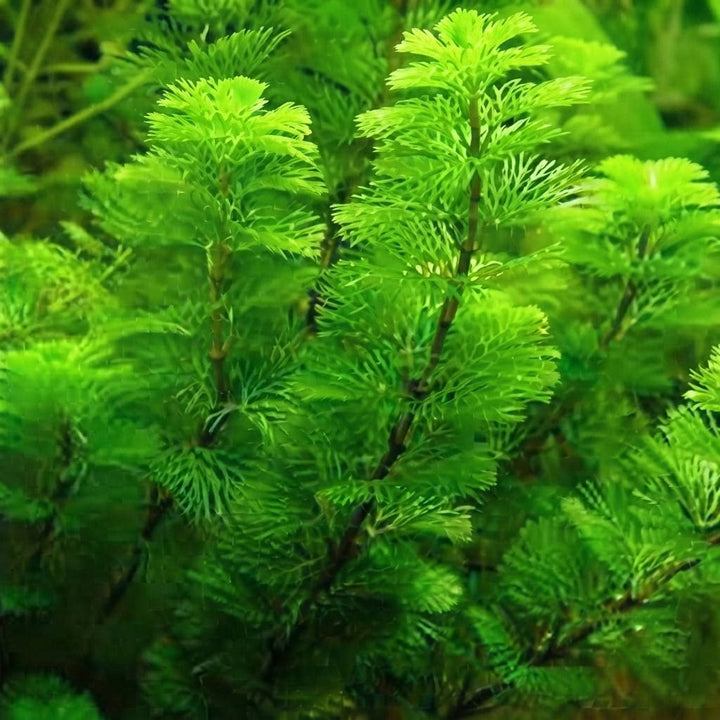 Cabomba (Cabomba carolinia) | Plant Aquarium Live Plants Cabomba | Aquarium Plant | Fish Tank Live Plant | Fish Tank Live Plants
