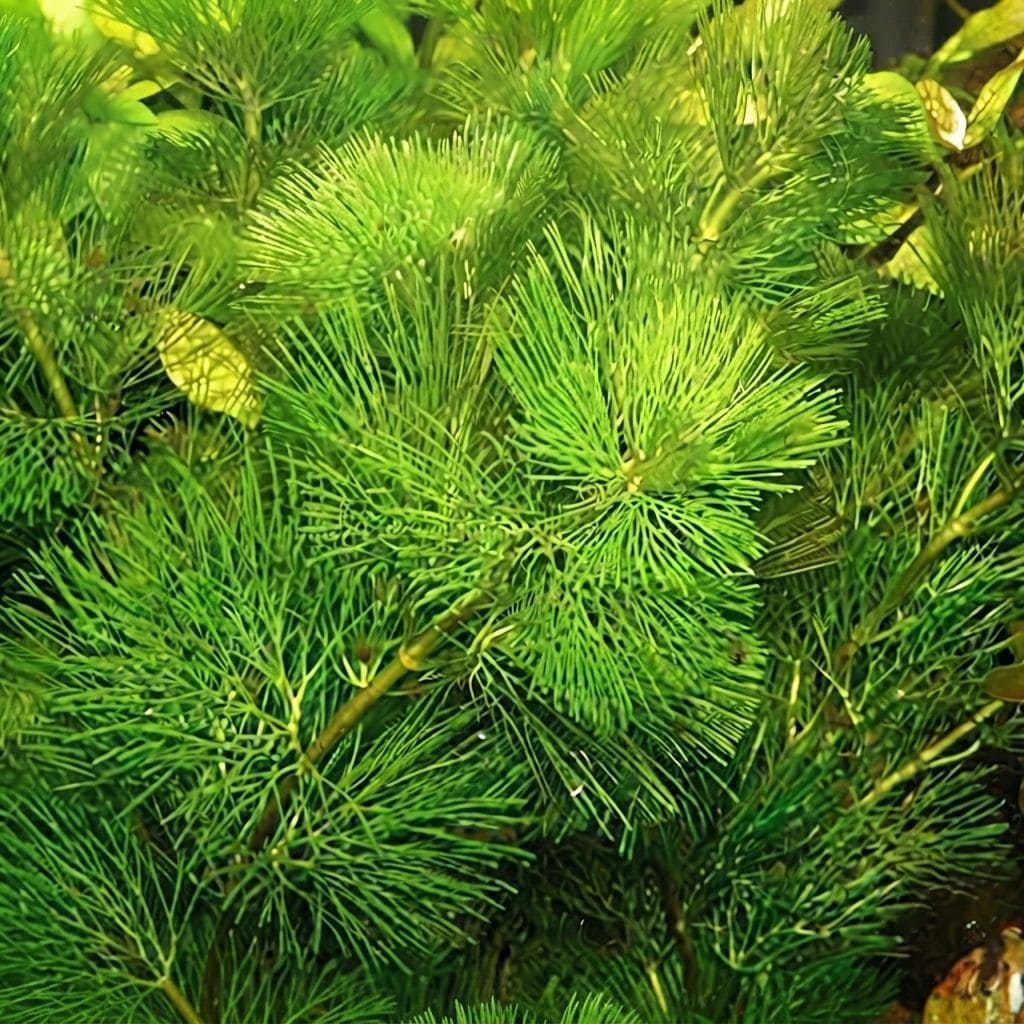 Cabomba (Cabomba carolinia) | Plant Aquarium Live Plants Cabomba | Aquarium Plant | Fish Tank Live Plant | Fish Tank Live Plants