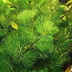 Cabomba (Cabomba carolinia) | Plant Aquarium Live Plants Cabomba | Aquarium Plant | Fish Tank Live Plant | Fish Tank Live Plants
