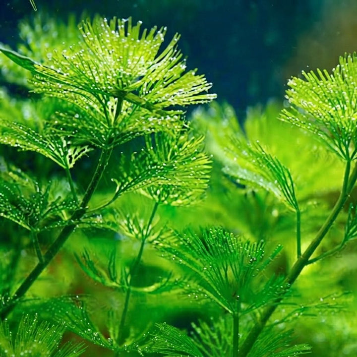 Cabomba (Cabomba carolinia) | Plant Aquarium Live Plants Cabomba | Aquarium Plant | Fish Tank Live Plant | Fish Tank Live Plants