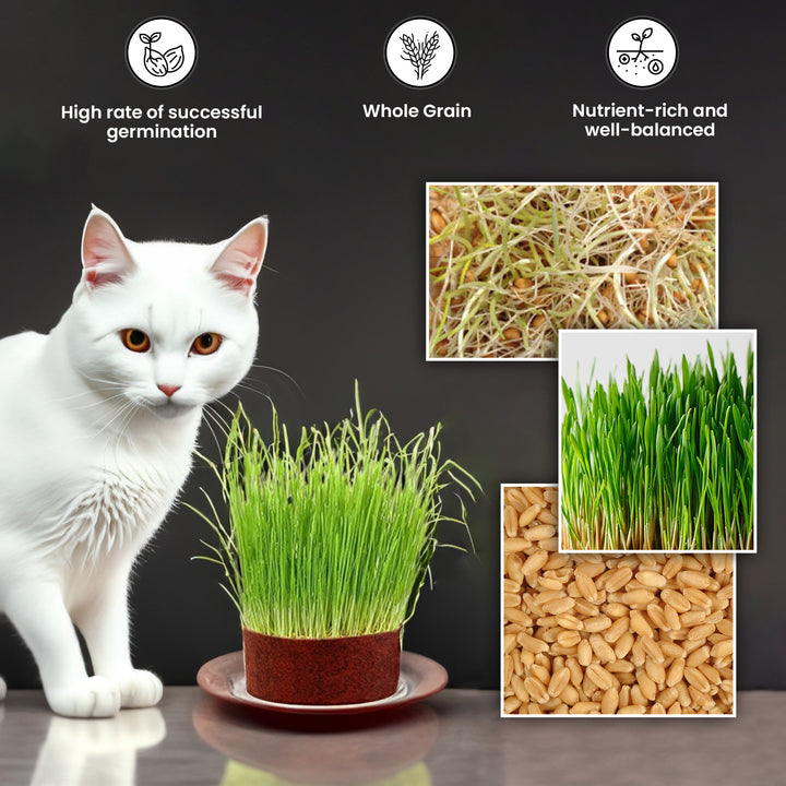 Gachwala Catgrass Growing Kit for Indoor &amp; Outdoor Cats| Cat Grass Growing Kit with 4-Cocopeat Discs|3-Packets Of Chemical Free Wheat Grass Seeds| 1-Grass Planter