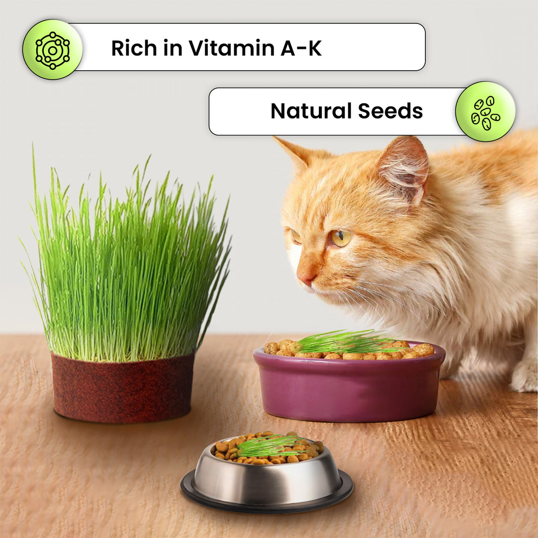 Gachwala Catgrass Growing Kit for Indoor &amp; Outdoor Cats| Cat Grass Growing Kit with 4-Cocopeat Discs|3-Packets Of Chemical Free Wheat Grass Seeds| 1-Grass Planter