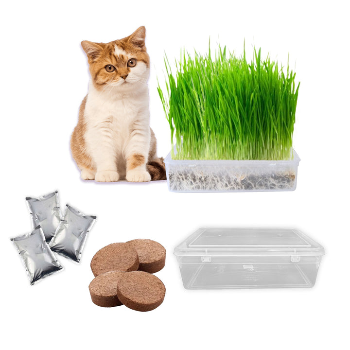 Gachwala Catgrass Growing Kit for Indoor &amp; Outdoor Cats| Cat Grass Growing Kit with 4-Cocopeat Discs|3-Packets Of Chemical Free Wheat Grass Seeds| 1-Grass Planter