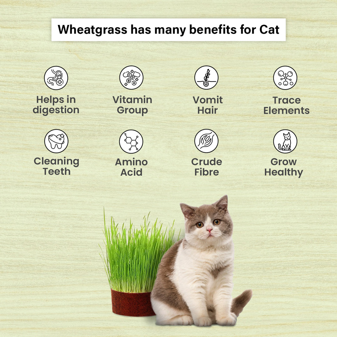 Gachwala Catgrass Growing Kit for Indoor &amp; Outdoor Cats| Cat Grass Growing Kit with 4-Cocopeat Discs|3-Packets Of Chemical Free Wheat Grass Seeds| 1-Grass Planter
