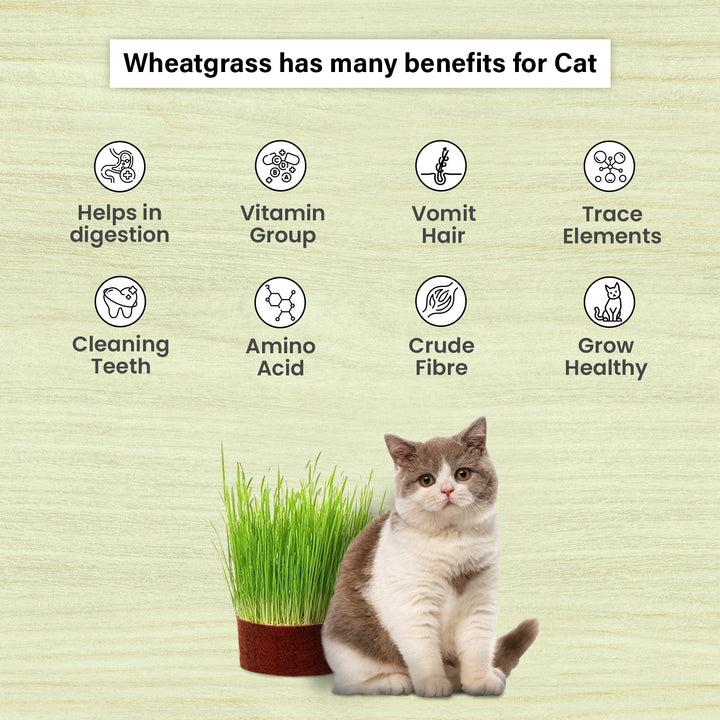 Gachwala Catgrass Growing Kit for Indoor &amp; Outdoor Cats| Cat Grass Growing Kit with 4-Cocopeat Discs|3-Packets Of Chemical Free Wheat Grass Seeds| 1-Grass Planter