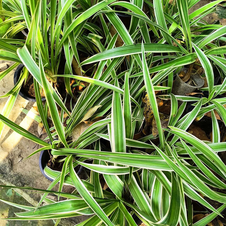 Spider Plant - Normal (Chlorophytum comosum) | Houseplant | Decorative Indoor Plant | Air Purification Plant | 1 Healthy live with pot