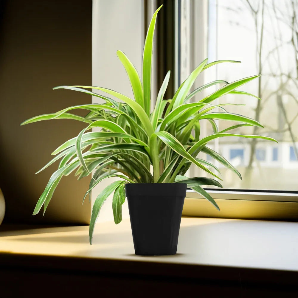 Spider Plant - Dwarf (Chlorophytum comosum) | Houseplant | Decorative Indoor Plant | Air Purification Plant | 1 Healthy live Plant with pot
