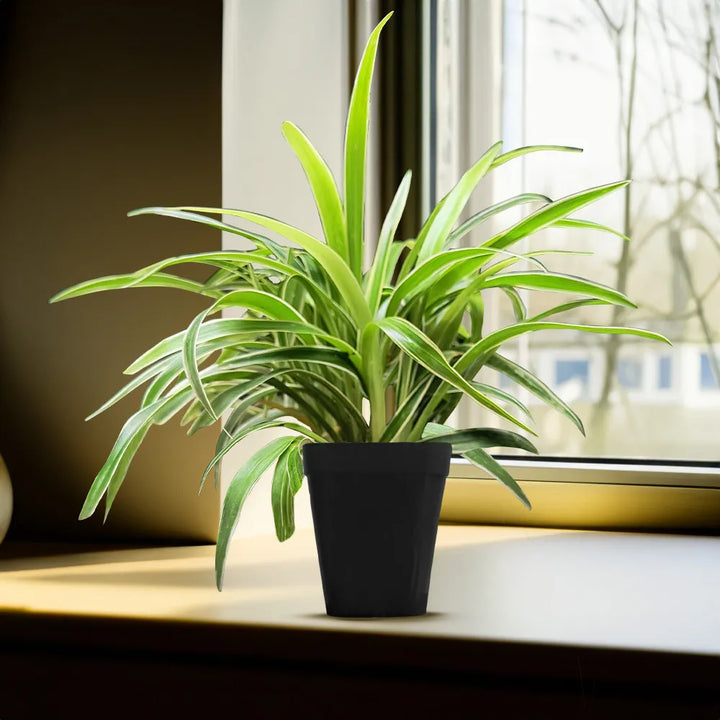 Spider Plant - Dwarf (Chlorophytum comosum) | Houseplant | Decorative Indoor Plant | Air Purification Plant | 1 Healthy live Plant with pot