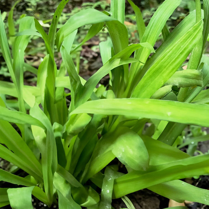 Spider Plant - Green (Chlorophytum comosum) | Houseplant | Decorative Indoor Plant | Air Purification Plant | 1 Healthy live with pot