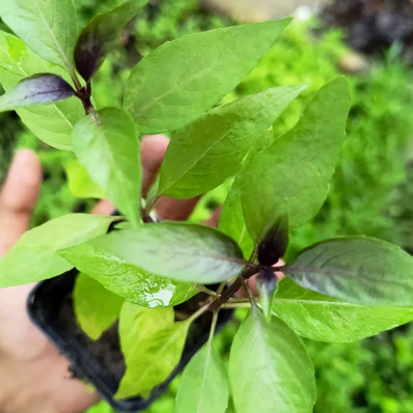 Cinnamon Tulsi - Mexican Basil Live Plant for Home, Garden | Kitchen Herb | Holy Mexican Basil | Medicinal Plant | Live Plant with Pot