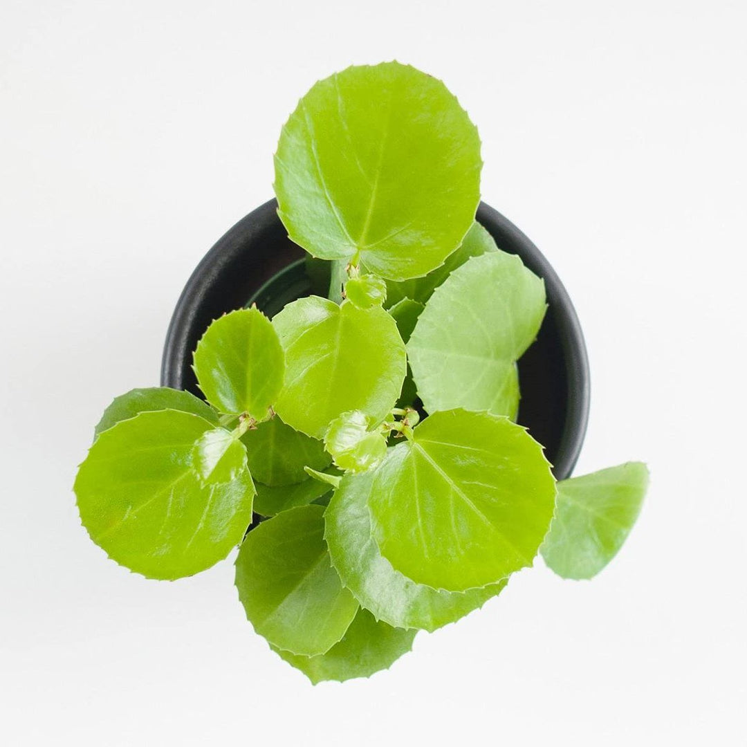 Arabian Wax Plant | Ivy Plant | Cissus Rotundifolia | Decorative Succulent Vine Plant | Hanging Plant