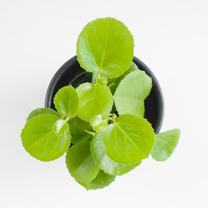Arabian Wax Plant | Ivy Plant | Cissus Rotundifolia | Decorative Succulent Vine Plant | Hanging Plant
