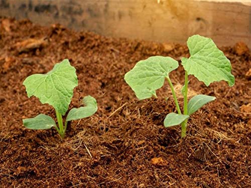 Cocopeat (Loose ) for Gardening &amp;amp; Plants, Coco Peat Powder Cocopeat Compost - Pack of (1/2/3/4/5/6) KG