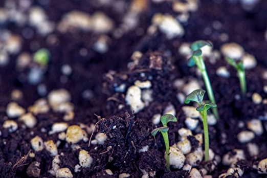 Cocopeat (Loose ) for Gardening &amp;amp; Plants, Coco Peat Powder Cocopeat Compost - Pack of (1/2/3/4/5/6) KG