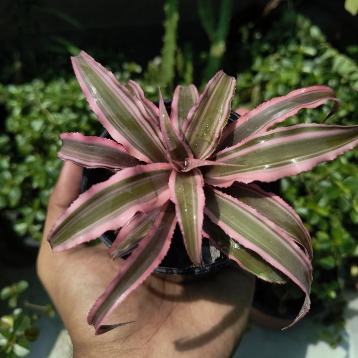 Cryptanthus Bromeliad Live Plant | Earth Star Plant |  Pink Starburst Plant | Ideal for Infusing Vibrancy into Your Living Environment | 1 Healthy live Plant with pot