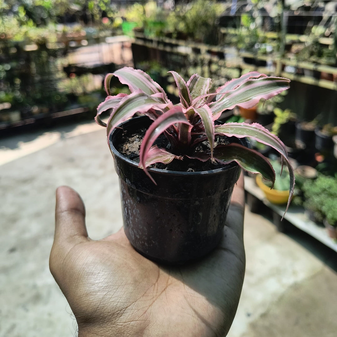 Cryptanthus Bromeliad Live Plant | Earth Star Plant |  Pink Starburst Plant | Ideal for Infusing Vibrancy into Your Living Environment | 1 Healthy live Plant with pot